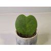 Baby Hoya kerrii