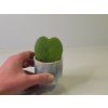 Baby Hoya kerrii