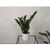 Zamioculcas zamiifolia