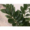 Zamioculcas zamiifolia