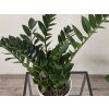 Zamioculcas zamiifolia