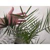 Phoenix canariensis