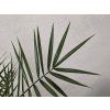 Phoenix canariensis