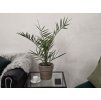 Phoenix canariensis