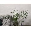 Phoenix canariensis