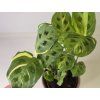 Maranta kerchoveana variegata "Fiesta"