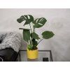 Monstera deliciosa 55 cm