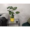 Monstera deliciosa 55 cm