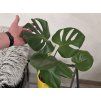 Monstera deliciosa 55 cm
