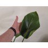 Strelitzia Nicolai 2pp 90cm