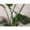 Strelitzia Nicolai 2pp 90cm