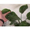 Strelitzia Nicolai 2pp 90cm