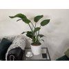 Strelitzia Nicolai 2pp 90cm
