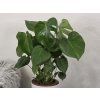 Monstera deliciosa 70cm