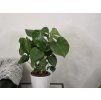 Monstera deliciosa 70cm