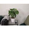 Monstera deliciosa 70cm
