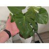 Monstera deliciosa 70cm