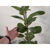 Ficus altissima 120cm