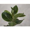 Ficus altissima 120cm