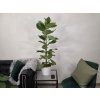 Ficus altissima 120cm