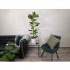 Ficus altissima 120cm