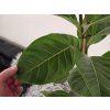 Ficus altissima 120cm