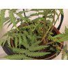 Dicksonia antarctica