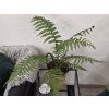 Dicksonia antarctica