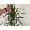 Dracaena marginata  3 kmene 120 cm
