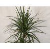 Dracaena marginata  3 kmene 120 cm