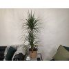 Dracaena marginata  3 kmene 120 cm