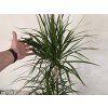 Dracaena marginata  3 kmene 120 cm