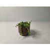 Senecio rowleyanus