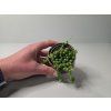 Senecio rowleyanus
