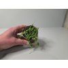 Senecio rowleyanus