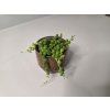 Senecio rowleyanus