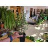 Ficus benjamina ‘Kinky’ (Figovník Benjamin Kinky)