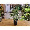 Ficus benjamina ‘Kinky’ (Figovník Benjamin Kinky)