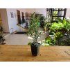 Ficus benjamina ‘Kinky’ (Figovník Benjamin Kinky)