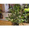 Ficus benjamina ‘Kinky’ (Figovník Benjamin Kinky)
