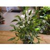 Ficus benjamina ‘Kinky’ (Figovník Benjamin Kinky)