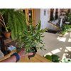 Ficus benjamina ‘Kinky’ (Figovník Benjamin Kinky)