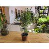 Ficus benjamina