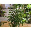 Ficus benjamina