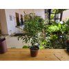 Ficus benjamina