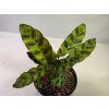 Calathea lancifolia