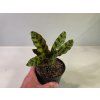 Calathea lancifolia