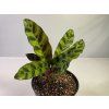 Calathea lancifolia
