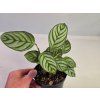 Ctenanthe setosa 'Compactstar'