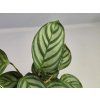 Ctenanthe setosa 'Compactstar'